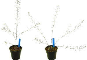 Two plants of the mustard Arabidopsis thaliana, one undamaged (left) and one damaged (right). Damaged plants usually regrow with more stems than undamaged plants. Photo credit: Daniel Scholes
